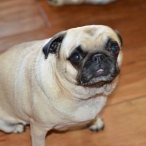 Meet your Posher, Zorina